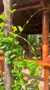 Zahrada ubytování Homestay Xóm Dừa Nước