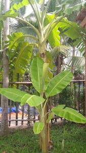 Zahrada ubytování Homestay Xóm Dừa Nước