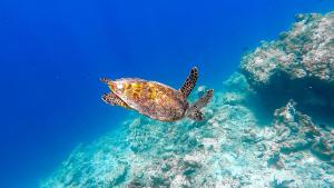 Altri animali domestici presso l'affittacamere o nei dintorni