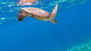 Altri animali domestici presso l'affittacamere o nei dintorni
