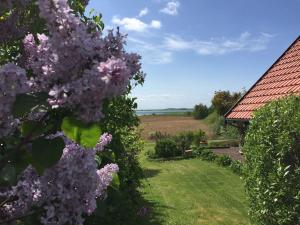 a lilacs bush with a house in the background at BBL59 in Faaborg