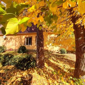 two trees with yellow leaves in front of a house at Veniki-Club in Vorzelʼ