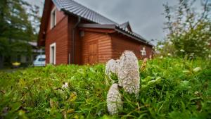 Zahrada ubytování Apartmány Pod Čerťákem