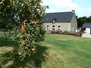 HénansalにあるGites le Frostの御家前のオレンジの木