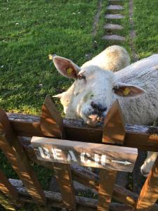 a sheep is looking over a wooden fence at Am Deich 13 in Kollmar