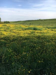 ein Feld voller gelber Blumen auf einem Feld in der Unterkunft Am Deich 13 in Kollmar