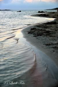 a lone seagull is walking along the shoreline at Xasteria in Elafonisi