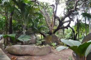 Cashew Nut Grove Chalets外面的花园
