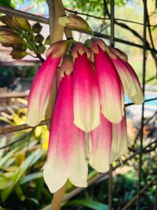 a bunch of pink and white flowers on a tree at Spring Homestead in Howard Springs