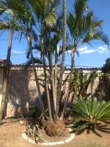 un groupe de palmiers devant un mur dans l'établissement Assahi, à Valinhos