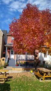 a tree with red leaves in front of a house at Village at York U in Toronto