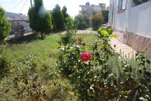 a red rose is growing in a garden at Gregory's Apartments in Ksamil