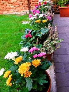 a display of colorful flowers in a garden at B&B HORTUS in Venice