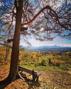 ソスノフカにあるDomki Złoty Widokの丘の上の木の下に座る公園ベンチ