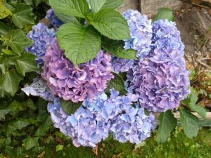 Imagen de la galería de Huis De Roos, en De Kwakel 22 fotos más