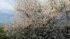 un árbol con flores blancas en un campo en Au dessus de Parady, en Gillonnay