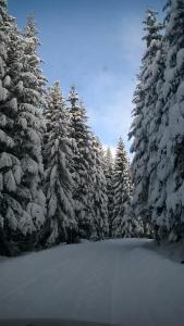 a group of trees with snow on them at Planinska kuća MAK in Jahorina