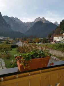 a pot on a window sill with a view of mountains at All'Amicizia in Santo Stefano di Cadore