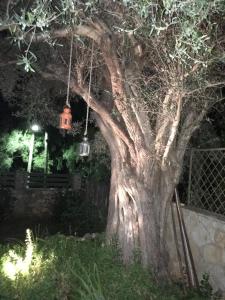 a tree with two hanging lights on it at night at Aria Apartments in Apolpaina