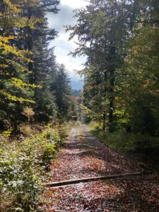 a train track in the middle of a forest at Biały domek in Wisła