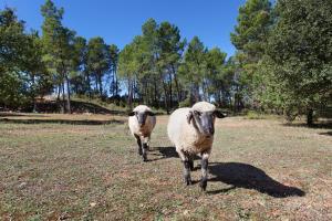 two sheep walking in a field of grass at Domaine Les Petites Vaines in Goult