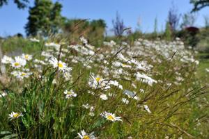 a field of white flowers in a grassy field at Ferienwohnungen im Fischerdorf und in Neu Reddevitz