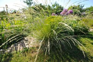 a patch of tall grass with purple flowers in a garden at Ferienwohnungen im Fischerdorf und in Neu Reddevitz