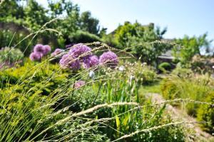 a garden with tall grass and purple flowers at Ferienwohnungen im Fischerdorf und in Neu Reddevitz