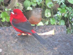 Animais in lodge ou nos arredores