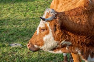 Zwierzęta w gospodarstwie agroturystycznym lub w pobliżu