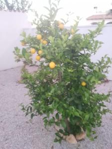 Zdjęcie z galerii obiektu VILLA DOS-LAGOS w mieście Torrevieja