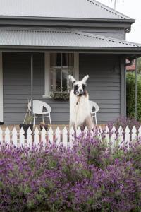 a goat standing on a fence in front of a house at Domino House in Trentham