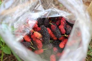 a bag of strawberries and blackberries on the ground at Mulberry resort in Ban Wang Po