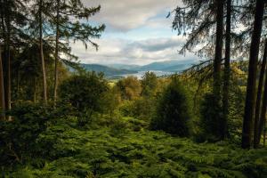 a forest filled with lots of green plants at Linthwaite House Hotel in Bowness-on-Windermere
