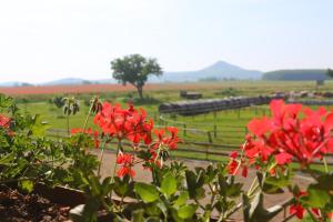 Príroda v okolí of the bed and breakfast