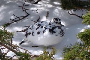Altri animali domestici presso il ryokan o nei dintorni