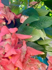 Jardí fora de Hotel Noble Inn花椒客栈
