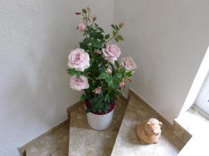Fotografie z fotogalerie ubytování Alpenappartement Claudia v Piesendorfu