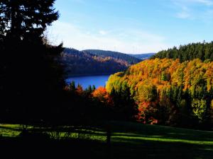 a view of a lake in the middle of a forest at Eifel Ferienhaus Luna in Ohlenhard +18 photos