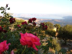 Φυσικό τοπίο κοντά σε αυτό το σαλέ