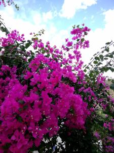 un montón de flores púrpuras en el cielo en Hotel Rural Cortijo La Alberca en Níjar