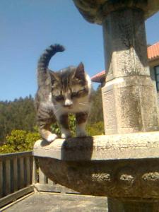Domáce zviera alebo zvieratá hostí v ubytovaní Casa de Labranza A Rega