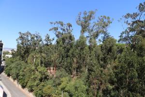 una fila di alberi sul ciglio di una strada di Treetops Lisbon Apartment a Lisbona