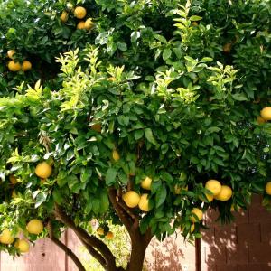 an orange tree with lots of oranges on it at LEMON TREE in Trogir