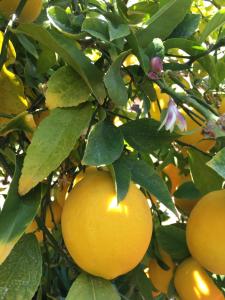 a bunch of oranges hanging from a tree at LEMON TREE in Trogir