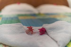 ein weißes Handtuch mit rosa Blumen auf dem Bett in der Unterkunft Appartement Majo in Le Lamentin