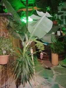 Fotografia z galérie ubytovania La Piedra Viva Agüimes , Siete hermanos v destinácii Agüimes