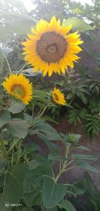 a group of yellow sunflowers in a garden at Rasti Homestay in Kuta Lombok