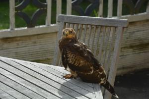 um pássaro sentado em cima de um banco de madeira em Havehøjegaard em Borre