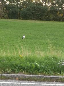 um pássaro sentado na relva num campo em Havehøjegaard em Borre